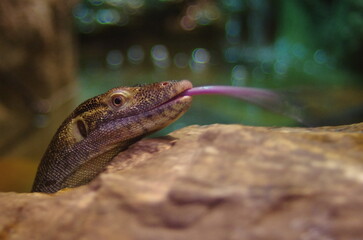 lizard sticking its tongue out on the rock
