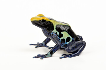 Dyeing poison dart frog // Färberfrosch (Dendrobates tinctorius) - Natasha morph