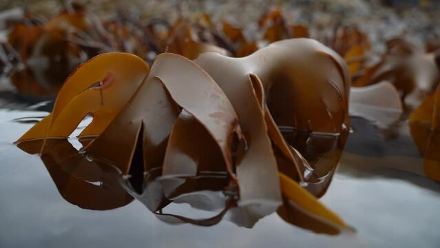Closeup shot of kelp slowly dancing back an forth in the slow waves during low tide.