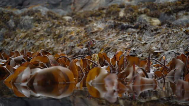 Kelp forest in the low tide. Slow movement as the waves swings the kelp back and forth.