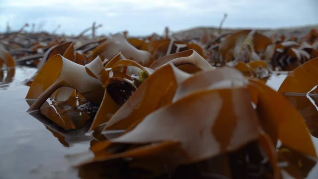 Kelp forest swings in waves in low tide. Closeup of a kelp raises and reveals itself in the waves.