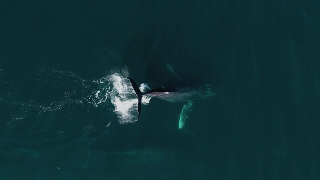 Aerial view above a Humpback whale powerfully Tail Slapping on the water surface - overhead, drone shot