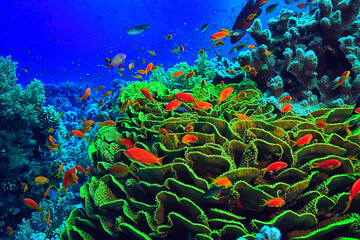 Plakat coral reef background, underwater marine life ecosystem ocean sea