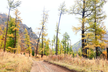 autumn forest background, tree in nature landscape