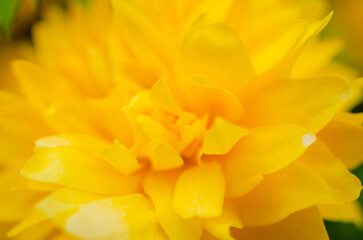 yellow flower macro