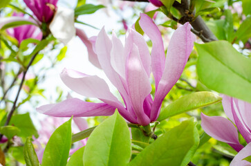 Fototapeta premium pink magnolia flowers
