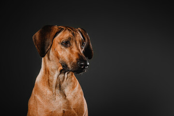 Fototapeta na wymiar Beautiful Rhodesian Ridgeback dog portrait on a black background