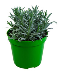 Fresh isolated potted lavender plant
