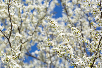 White flowers bloom in the trees. Spring landscape with blooming sakura tree. Beautiful blooming garden on a sunny day. Copy space for text.
