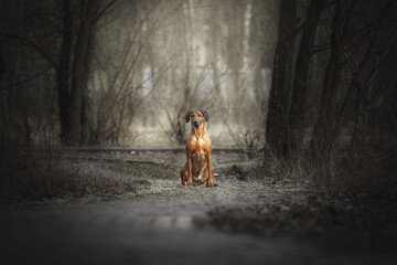 Fototapeta na wymiar Rhodesian Ridgeback dog outdoor portrait 