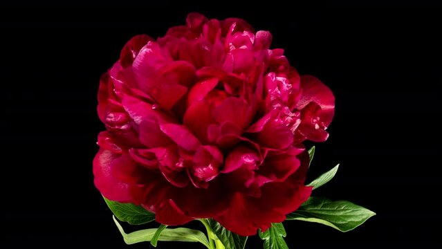 Red Peony Open Flower in Time Lapse on a Black Background. Vedding Concept