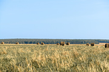 Field with haystacks against the blue sky. Harvest concept. Rural scenery