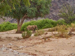 Desert Elephant feeding in an ephemeral river bed Namibia