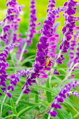 Bee with Mexican bush sage flower in the outdoor garden 