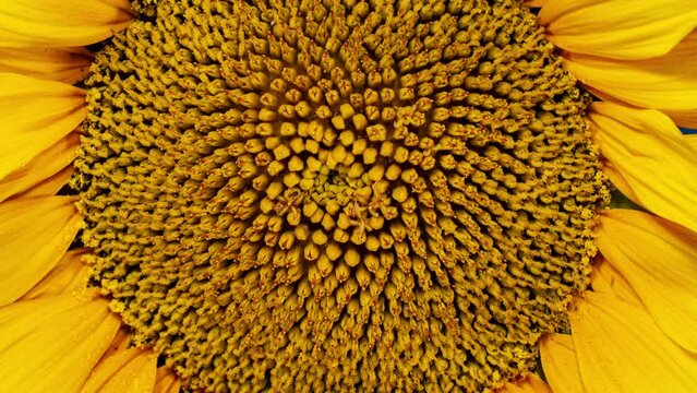 Yellow Sunflower Head Blooming in Time Lapse Close Up