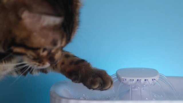 The cat plays with streams of water. Drinking fountain for animals. Drinking a fountain for cats. The cat touches the water with his paw, then drinks from the fountain. Cat drinking water in a car mac