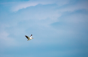 A flock of pelican birds walks along the blue lake of Cyprus. Flying pelicans in the blue sky. Waterfowl at the nesting site.