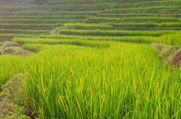 Obraz premium Green rice terrace field at Pa Pong Piang village in Chiang Mai, Thailand