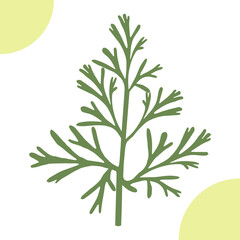 Poppy California leaves on white background