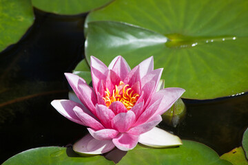 Pink Waterlily in a pond