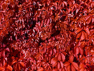 Closeup red scarlet leaves pattern background are growing in the garden as the abstract autumn foliage textured and fall backdrop