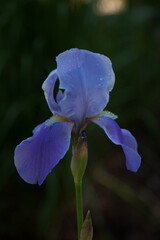 Blue bearded Iris