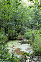 wild overgrown with algae forest river deep in the thicket of the forest