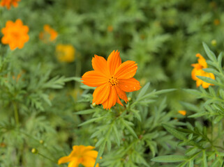 キバナコスモス