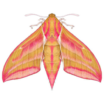 Elephant Hawk Moth