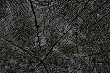 Fototapeta premium background texture old tree rings log round