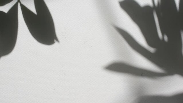 shadow sunlight branches leaves white background