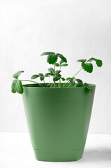 Strawberry plant in green pot on white background. Growing berries at home. Balcony variety
