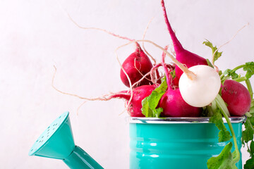 Bunch of assorted radish in small green watering can on white table. Summer harvest. Agricultural composition