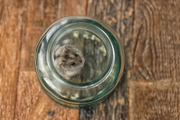 Hamster in a jar