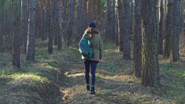 Young woman hiker in baseball cap, boots and jacket walk in pine forest. Rear view of a girl with backpack hiking in green woods at sunny autumn day - travel. Sunbeams break through magical pinewood