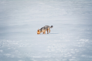 Yorkshire Terrier schnüffelt im Schnee