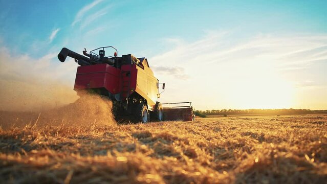 Working harvesting combine in wheat field on sunset. Agricultural machinery, rear view. Technique helps in agribusiness. Production and cultivation for harvesting ripe wheat and sale. Natural product.