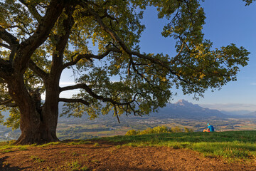 VENON, FRANCE, September 1, 2022 : A runner rest at sunset under an old oak, with beautiful view on Chartreuse mountain range and Gresivaudan valley.