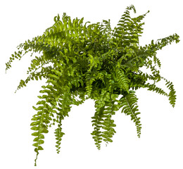 green leaves of fern plant isolated on a transparent background - png - image compositing footage - obrazy, fototapety, plakaty