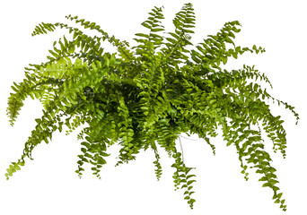 green leaves of fern plant isolated on a transparent background - png - image compositing footage -...