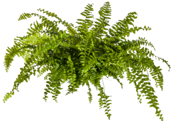green leaves of fern plant isolated on a transparent background - png - image compositing footage - alpha channel 
