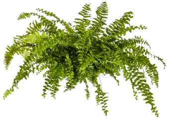 Poster Im Rahmen green leaves of fern plant isolated on a transparent background - png - image compositing footage - alpha channel  © 39