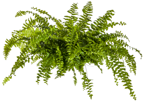 green leaves of fern plant isolated on a transparent background - png - image compositing footage - alpha channel 