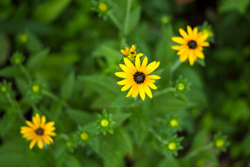 Yellow flowers on blur green leaves