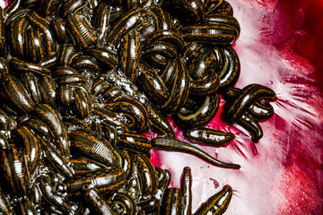 Many leeches in blood on leech farm or medical laboratory