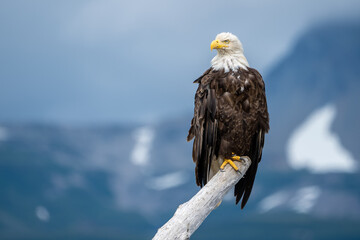 Seeadler in Alaska