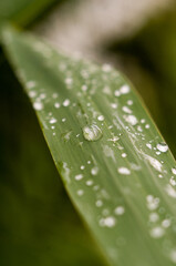 Water drops on green reed leaves in the sun near the river