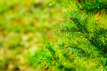Fir branches close-up. Coniferous trees in the forest. Winter Christmas background. Christmas background, beautiful nature