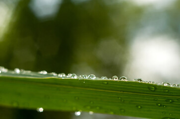 Water drops on green reed leaves in the sun near the river