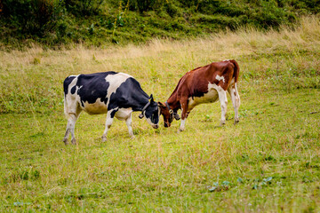 Naklejka premium Vaches dans la alpages Suisse